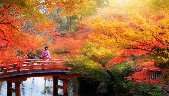 The case for tourists visiting Japan is that the country is at its peak in October, when the wet summer has ended.
